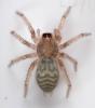 Tegenaria_sl sp.